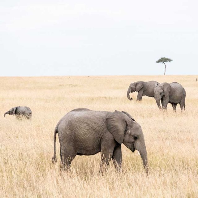 Kenya & Tanzania 