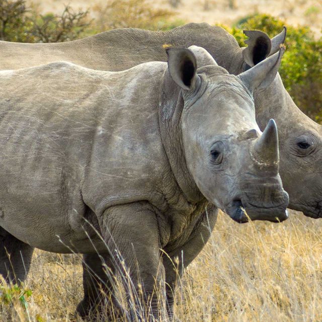 Rhinos & National Reserves 