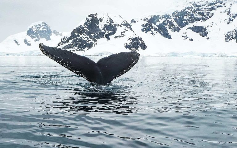Adventures of Antarctica & Beyond | Cruise | Travelfix