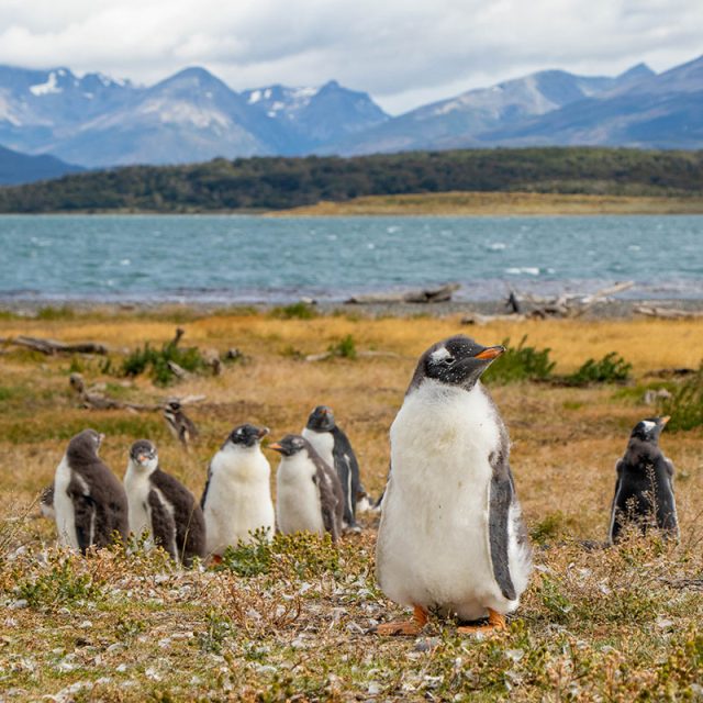 Highlights of Antarctica 