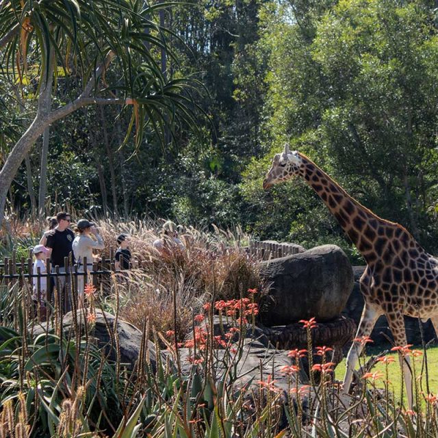 Sunshine Coast Family Fun 