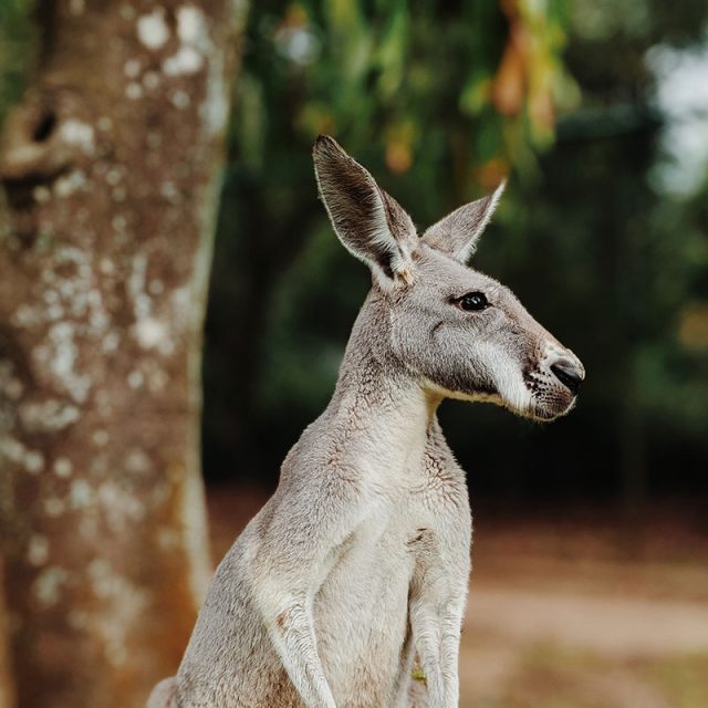 Sunshine Coast Family Fun 