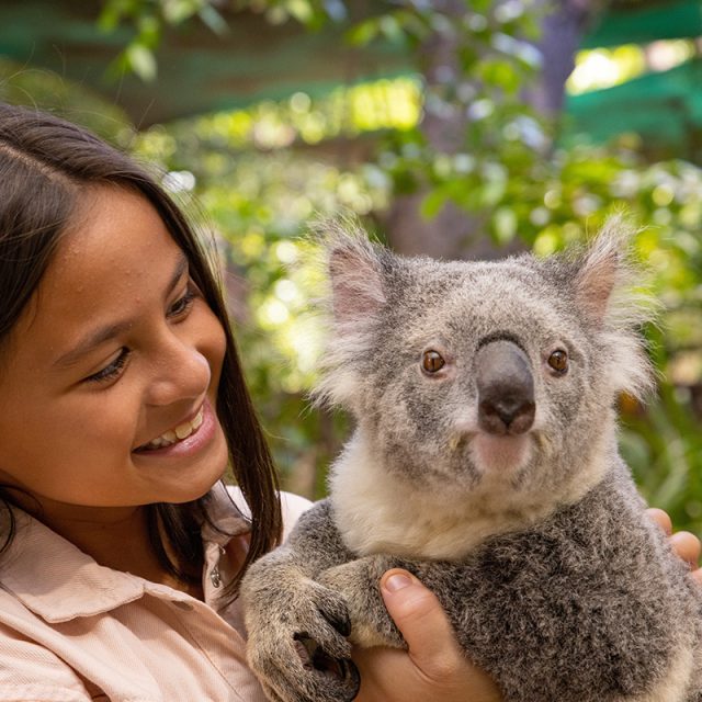 Sunshine Coast Family Fun Family meeting a koala in the Koala Photo encounter