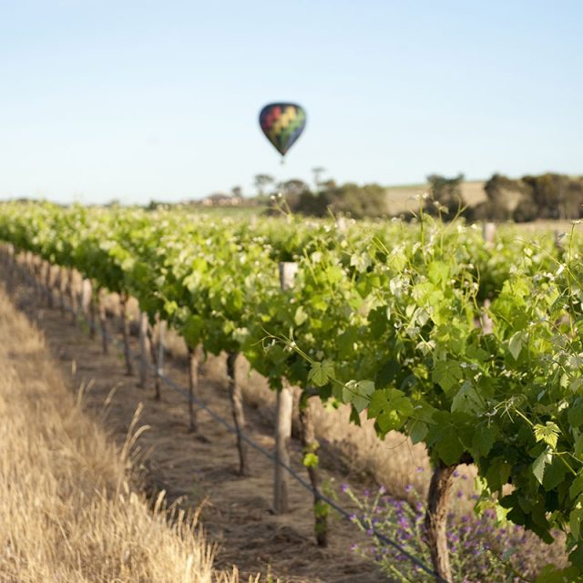 Flavours of Adelaide and the Barossa Valley 
