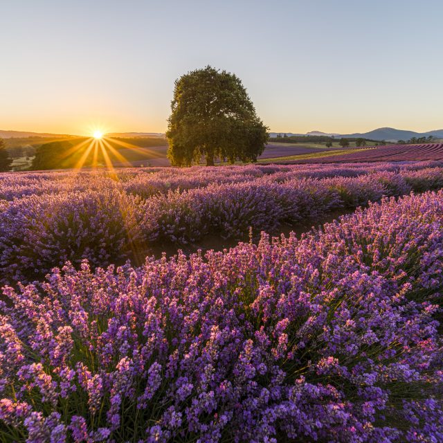 Tassie Quick Bite Bridestowe Lavender Estate, at Nabowla, Tasmania is considered one of the State's most spectacular vistas during flowering in December and January.