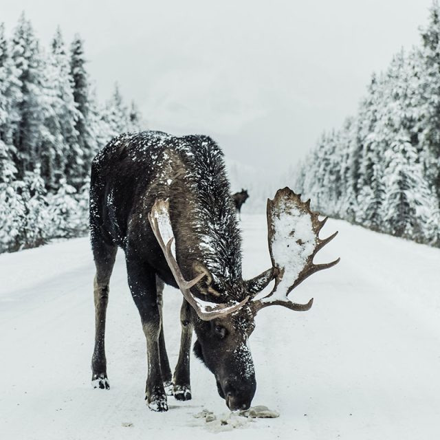 Iconic Rockies & Western Canada 