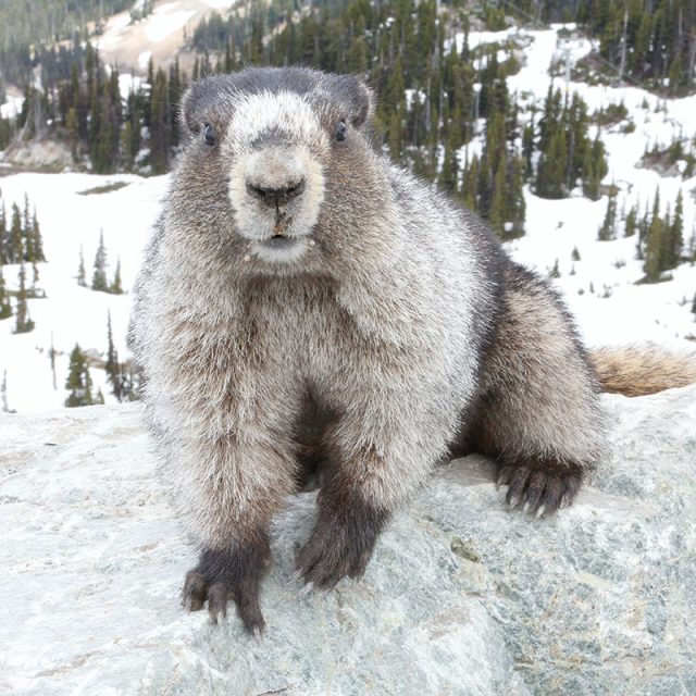 Canadian Rockies Express 