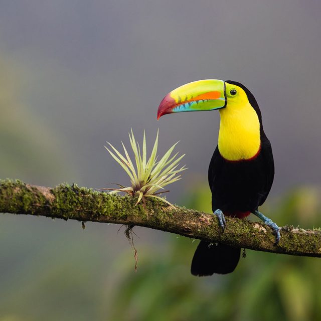 Costa Rica: Jungles & Rainforests 