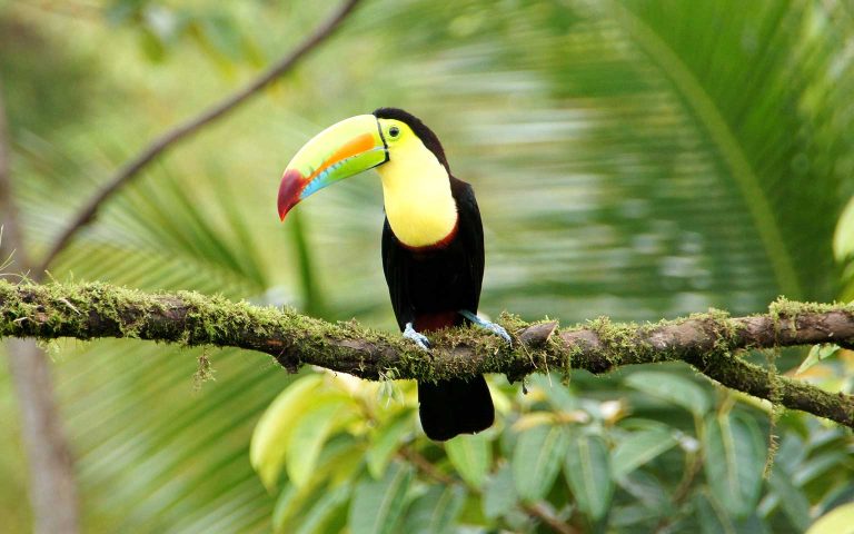 Costa Rica: A World of Nature | Collette Group Tour | Travelfix