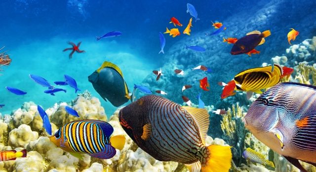 Great Barrier Reef & Kuranda 