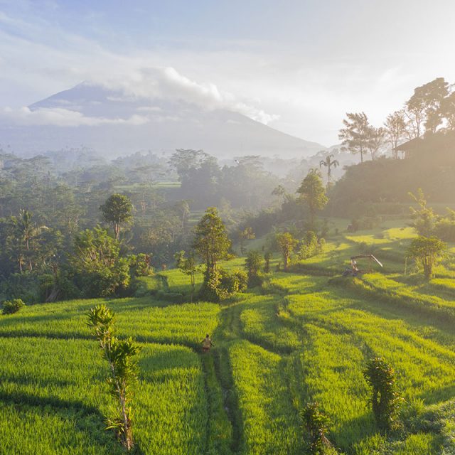 Wellness Bali 