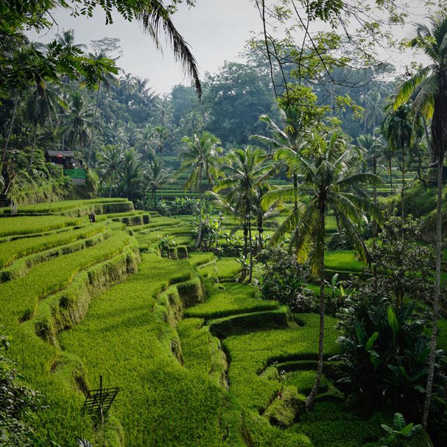 Highlights of Bali & Java 