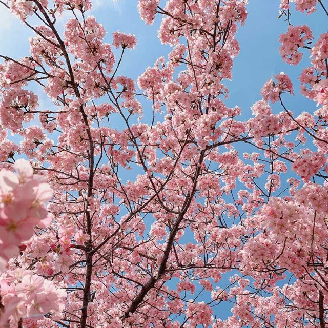 Kyushu Spring Flowers 