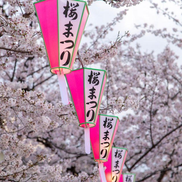 Kyushu Spring Flowers 