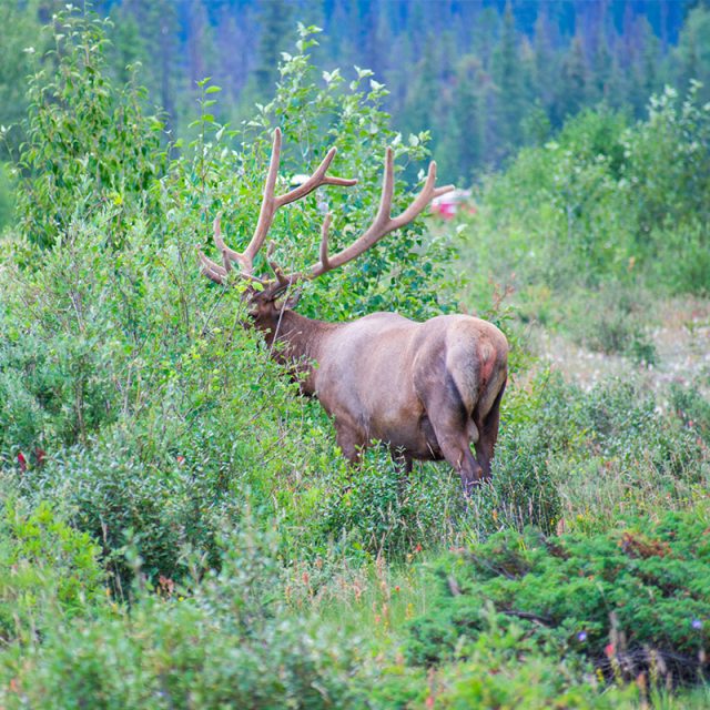 Iconic Rockies & Western Canada 