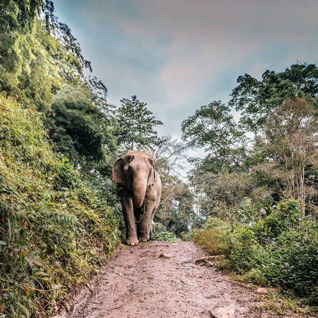 Treasures of Thailand 