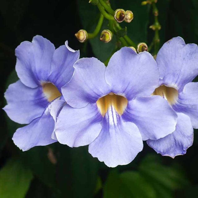 Aloha Hawaii 