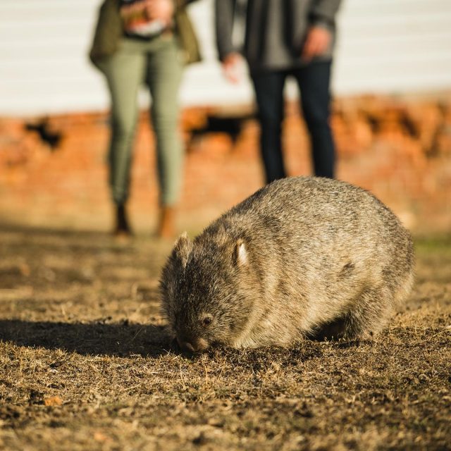 Tassie Quick Bite 