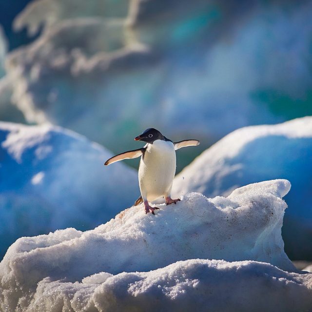 Antarctic Explorer 