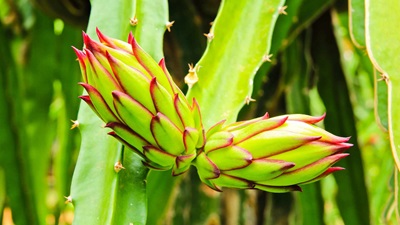 Botanical Wonders in Far North QLD 